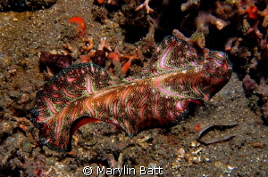 Pink and multicolor flat worm by Marylin Batt 